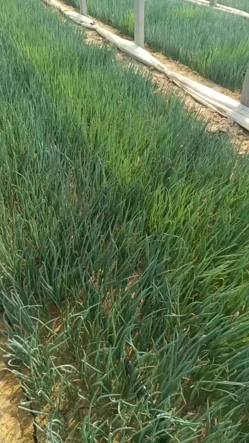 出售日本进口葱苗，一本寒绿，产量高，耐高温，有需要的联系