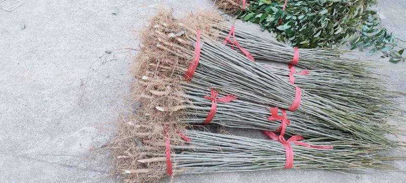 无患子小苗江西无患子小苗一年生无患子苗