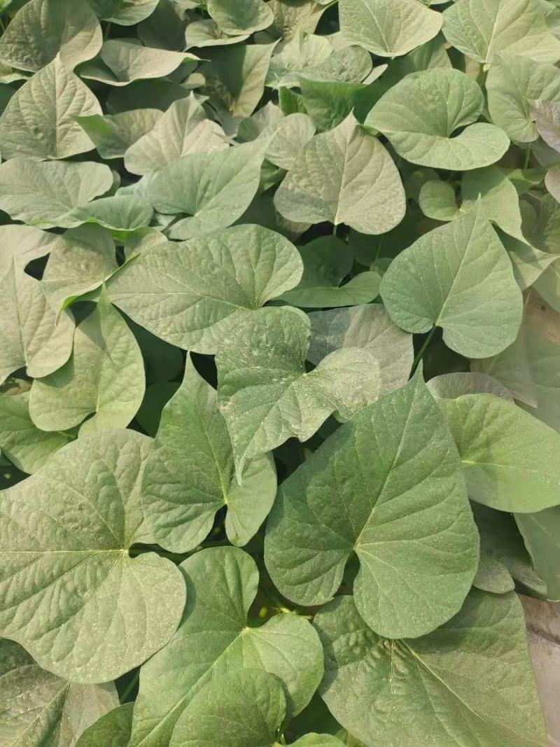 磷钾双动力，高磷高钾同补，可以飞机飞防，分子小，性价比高