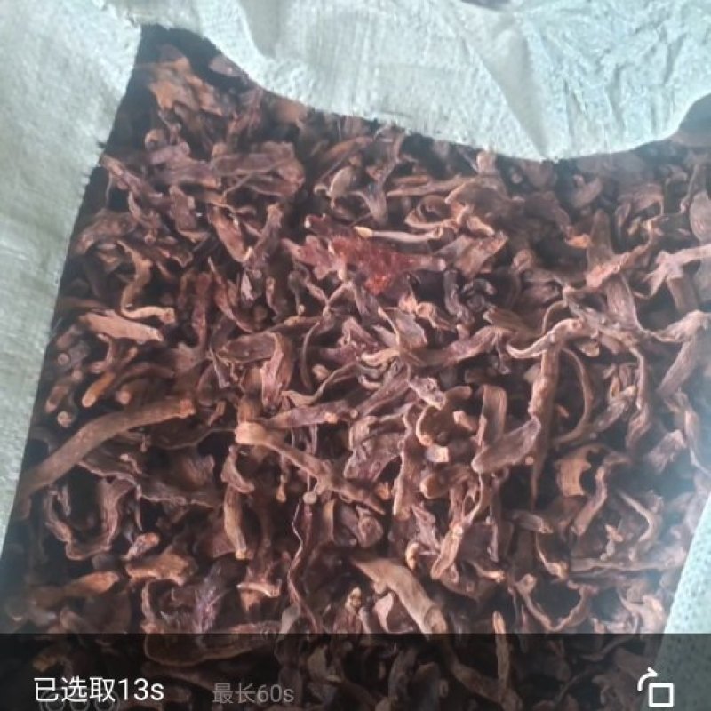 骨碎补