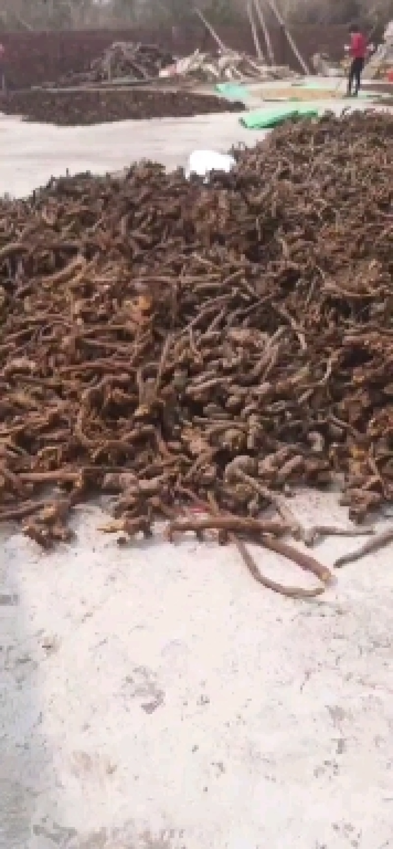 骨碎补