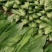 邯郸永年油麦菜