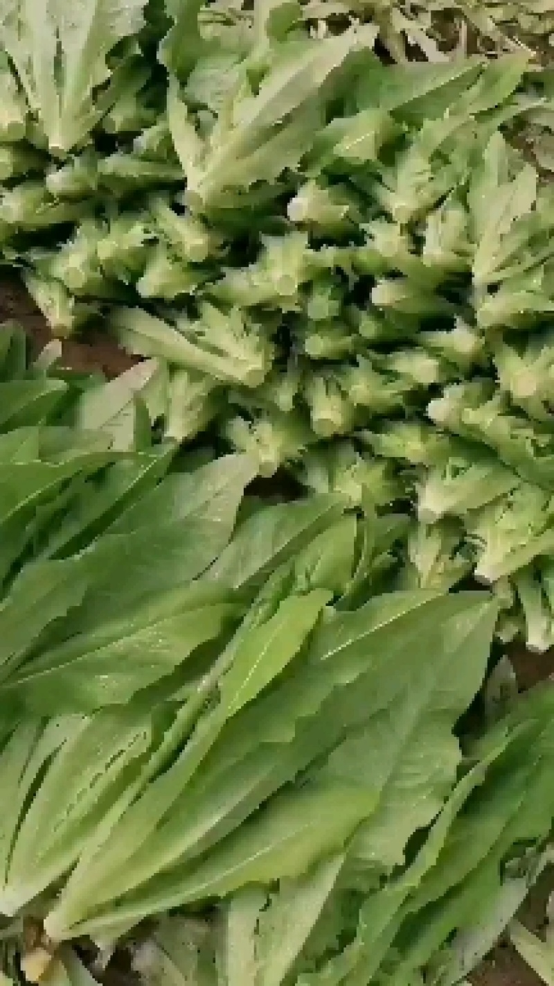 邯郸永年油麦菜