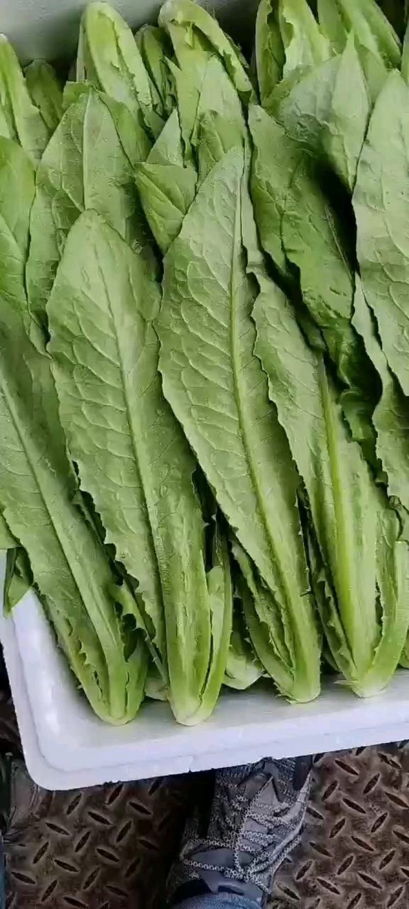 邯郸永年油麦菜
