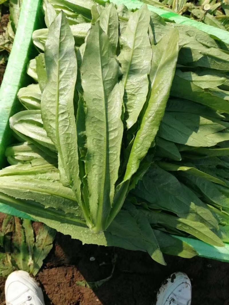 邯郸永年油麦菜