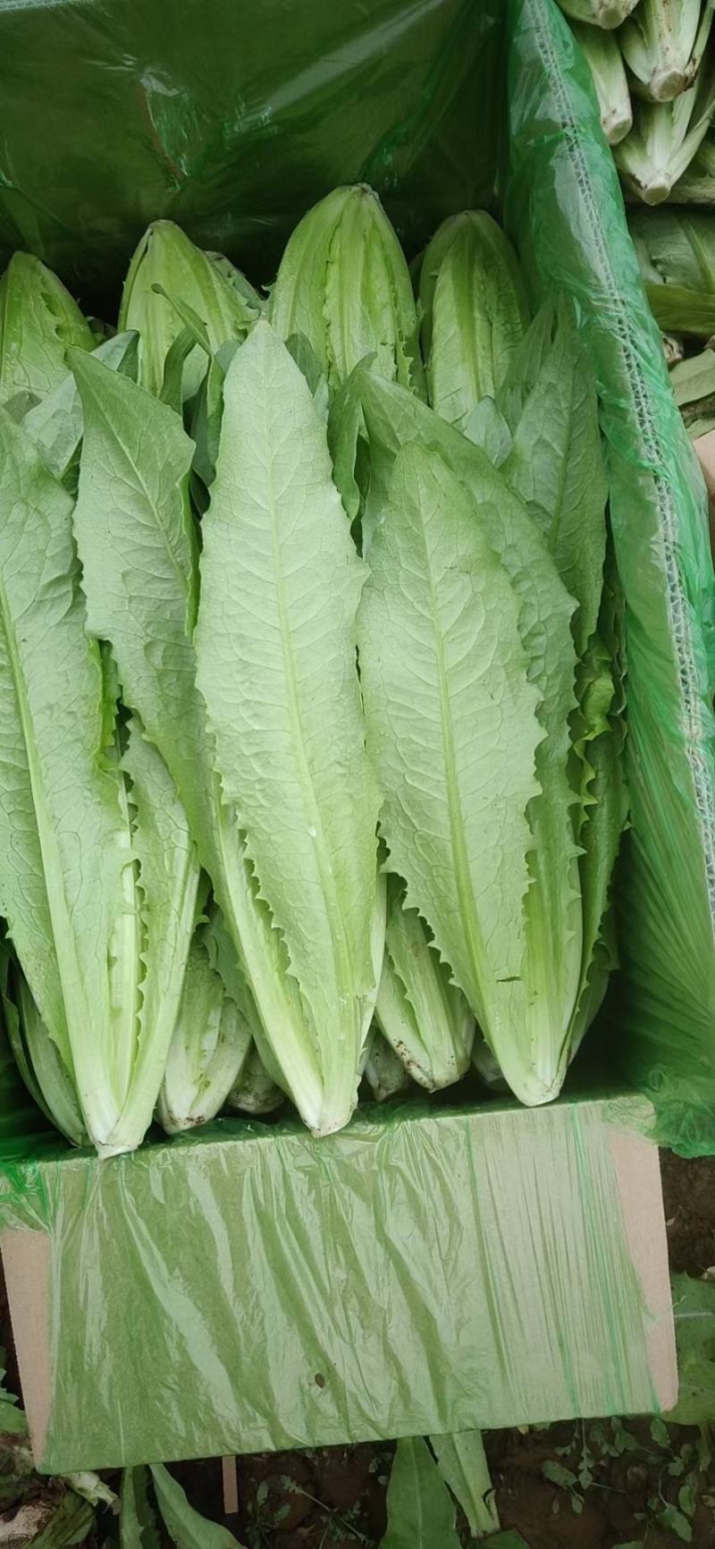 邯郸永年油麦菜