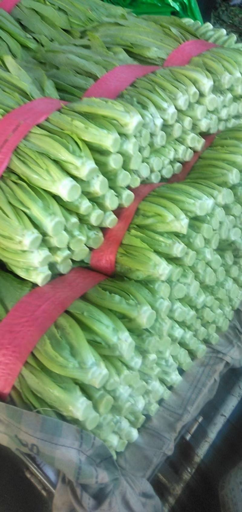 邯郸永年油麦菜