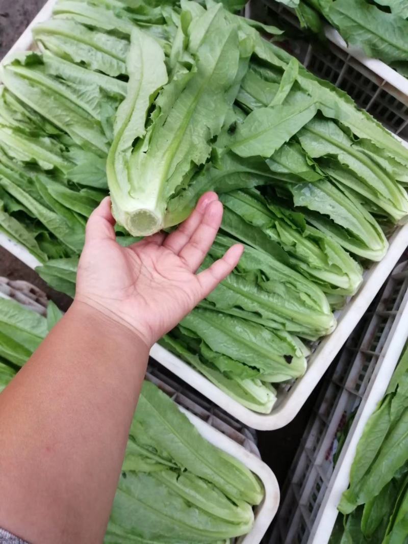 邯郸永年油麦菜