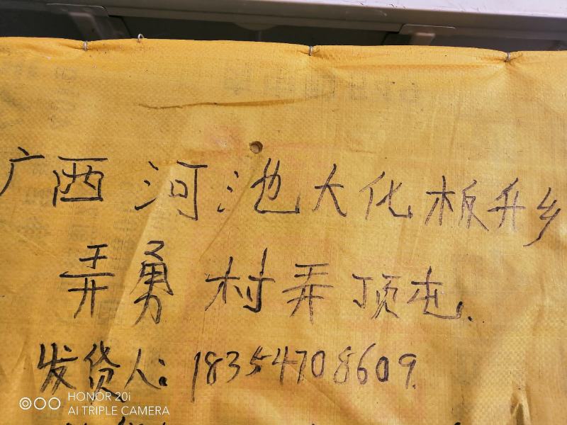 羊羔黑山羊羊羔努比亚黑山羊羊羔小公羊