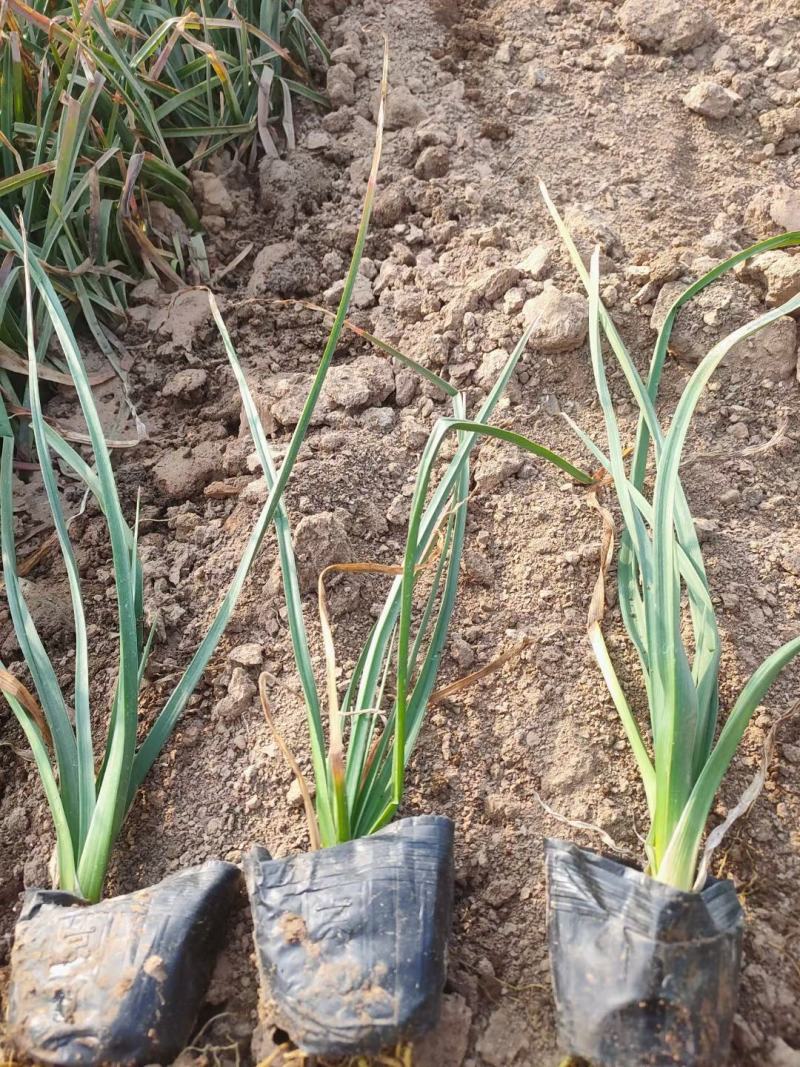 火炬花火把莲宿根花卉草花基地直发欢迎实地看货