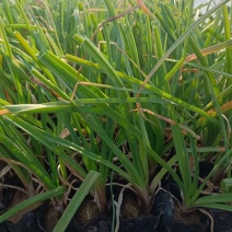 火炬花火把莲宿根花卉草花基地直发欢迎实地看货