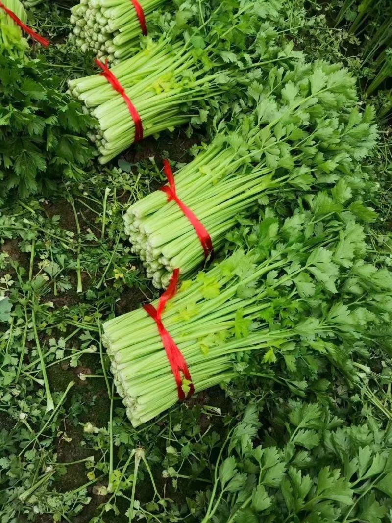 小西芹产地大量有货
