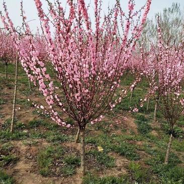 苗圃批发出售3-12公榆叶梅，红叶榆叶梅冠幅饱满树杆统一
