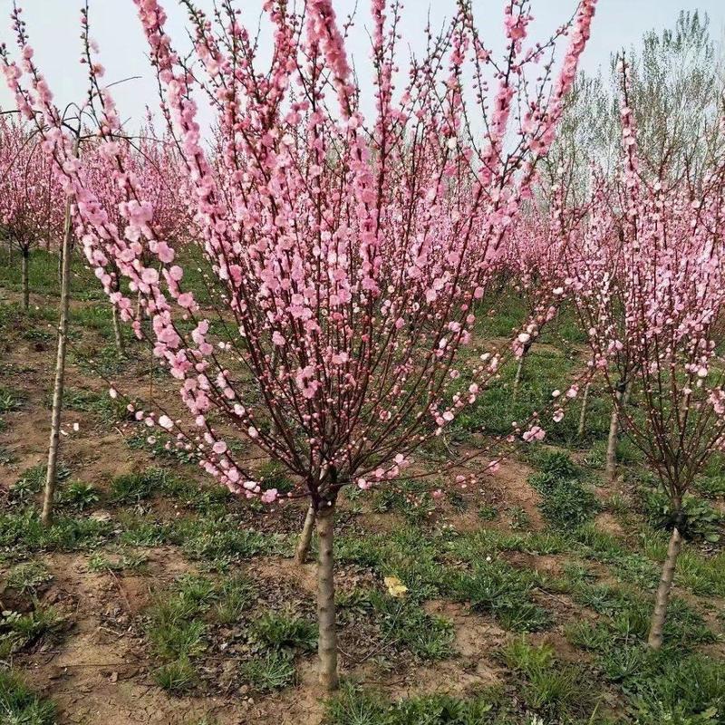 苗圃批发出售3-12公榆叶梅，红叶榆叶梅冠幅饱满树杆统一