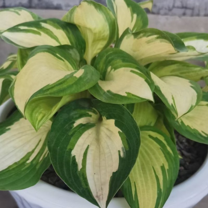 花叶玉簪金边玉簪观花植物宿根花卉欢迎实地看货