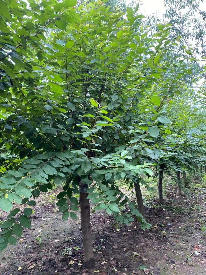 苗圃批发出售3-12公榆叶梅，红叶榆叶梅冠幅饱满树杆统一