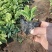 花叶玉簪金边玉簪观花植物宿根花卉欢迎实地看货