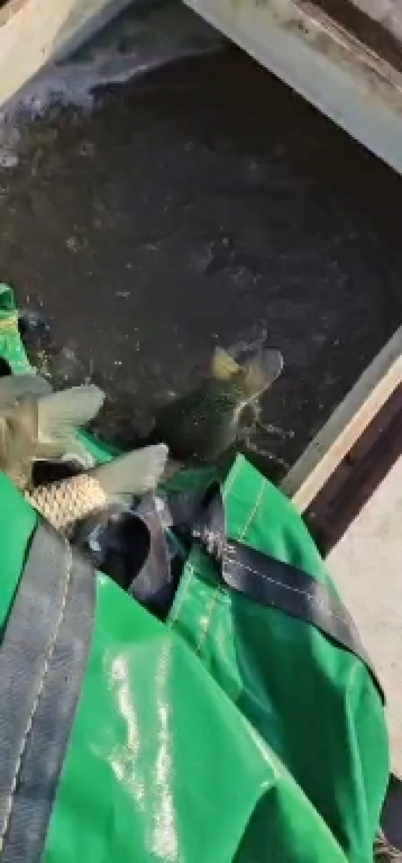草鱼，基地直供，水车配送，成活率有保障，