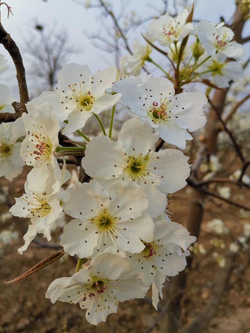 野生苦杏仁，豫晋陕金三角山区野生，饱满苦杏仁，