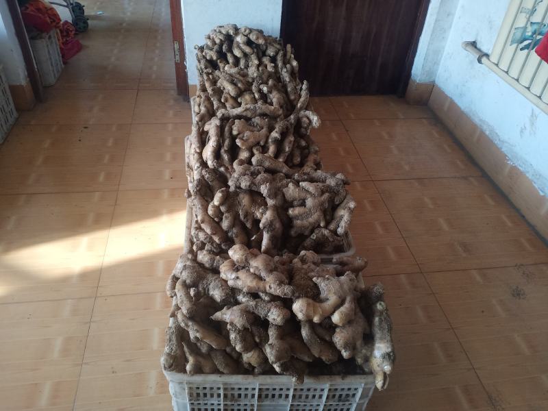 生姜批发