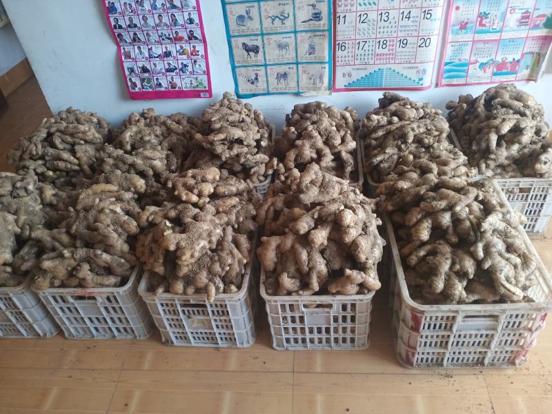生姜批发