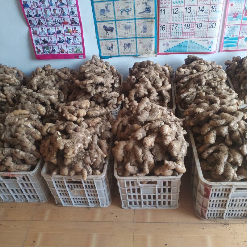 生姜批发