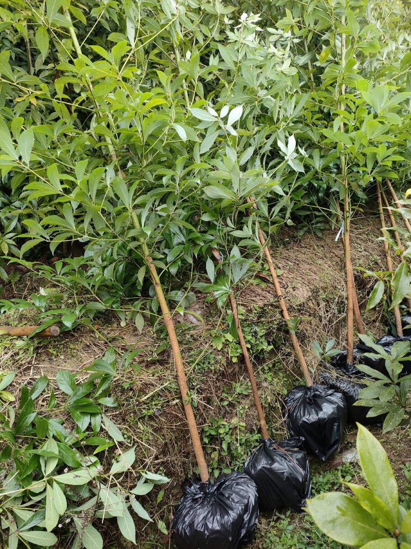 正宗金丝楠木苗