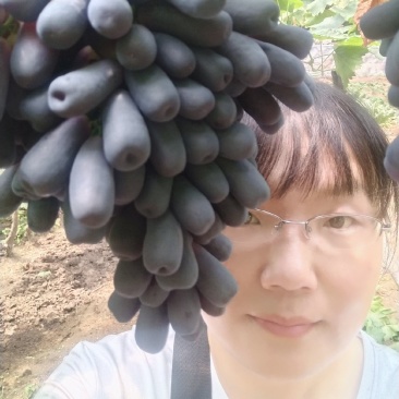 甜蜜蓝宝石葡萄苗晚熟粒子大,天然无核,糖度高可切片晒干