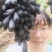 甜蜜蓝宝石葡萄苗晚熟粒子大,天然无核,糖度高可切片晒干