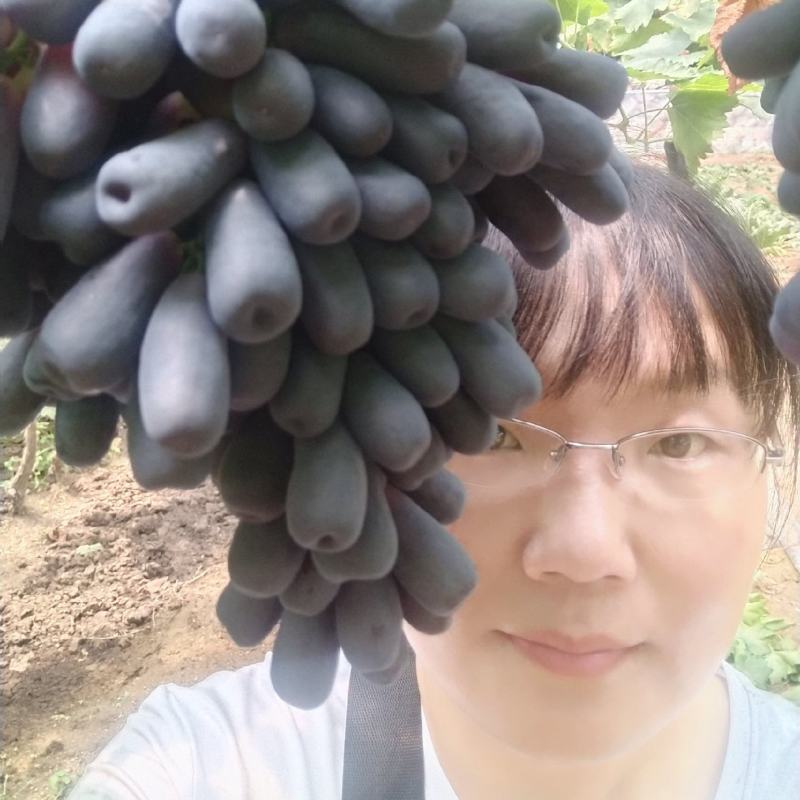 甜蜜蓝宝石葡萄苗晚熟粒子大，天然无核，糖度高可切片晒干