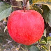 苗圃基地出售红露苹果苗巴克艾苹果苗嫁接成品苗