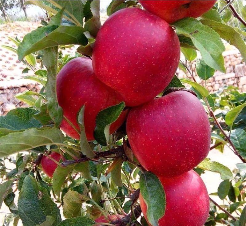 苗圃基地出售红露苹果苗巴克艾苹果苗嫁接成品苗