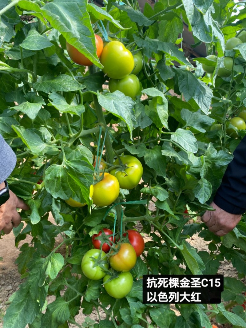 抗死棵大红番茄种子石头果种子金圣C1抗病毒精品大红果