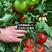 抗死棵大红番茄种子石头果种子抗病毒以色列品种厂家发货