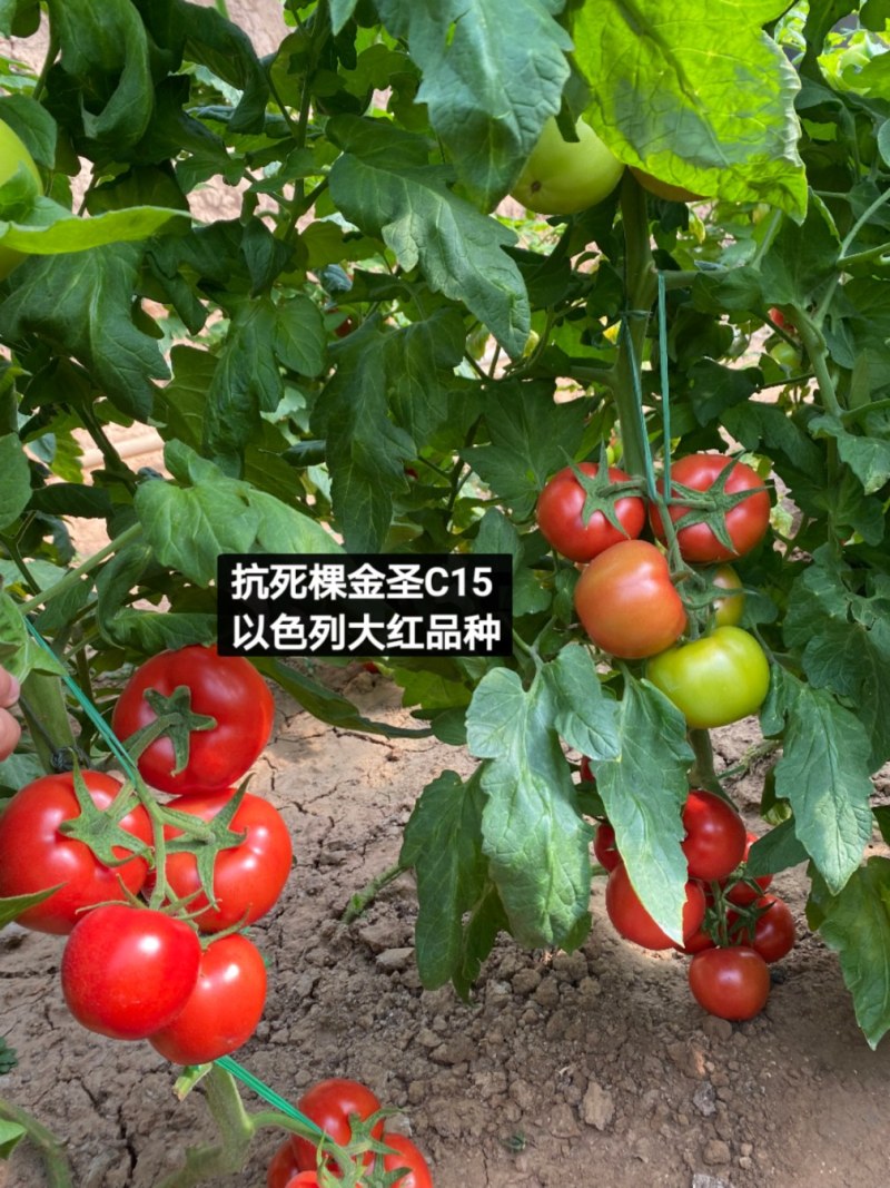 抗死棵大红番茄种子石头果种子金圣C1抗病毒精品大红果