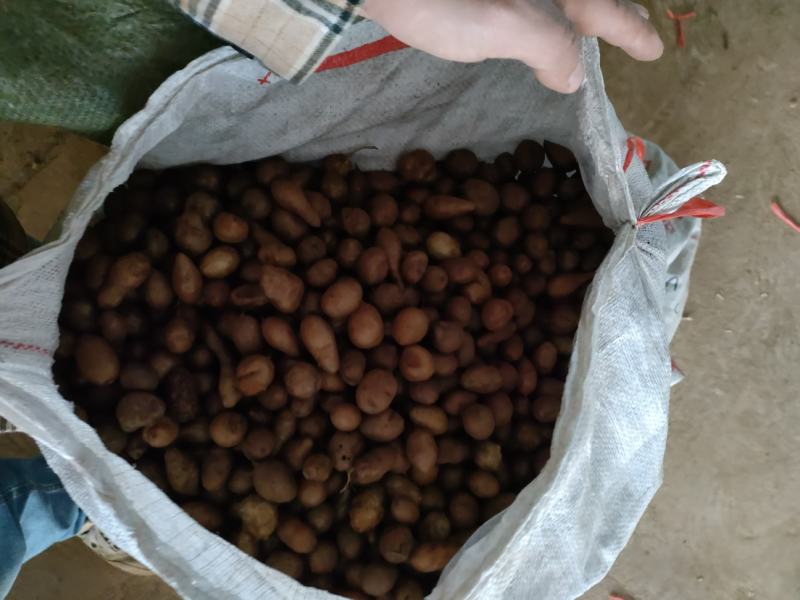 石黄皮（山黄皮，农户山上采挖，产地一手货源)
