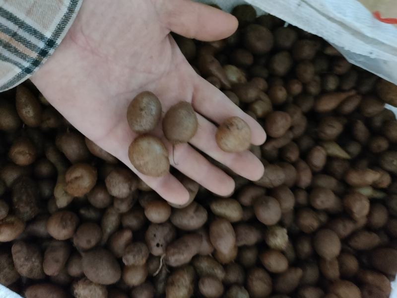 石黄皮（山黄皮，农户山上采挖，产地一手货源)