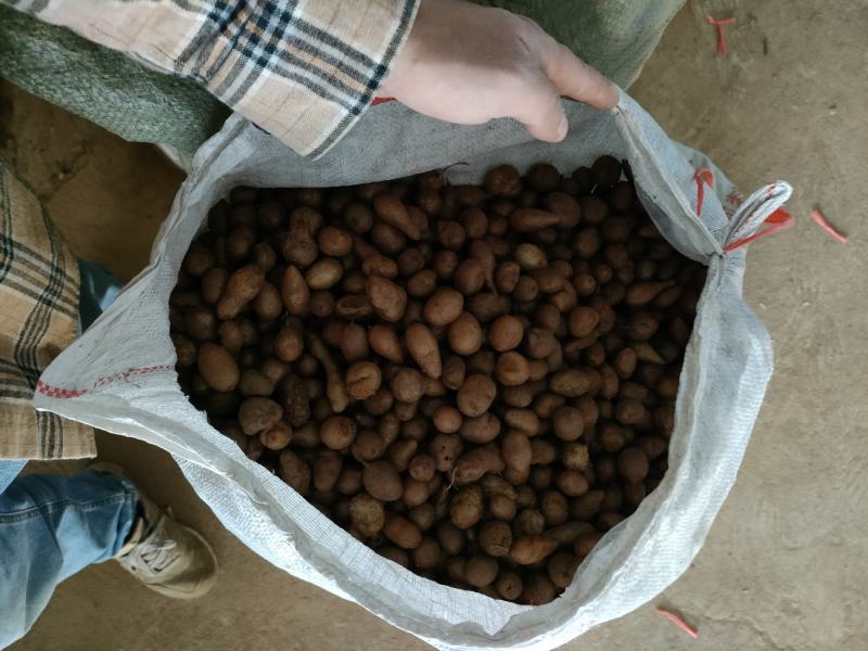 石黄皮（山黄皮，农户山上采挖，产地一手货源)