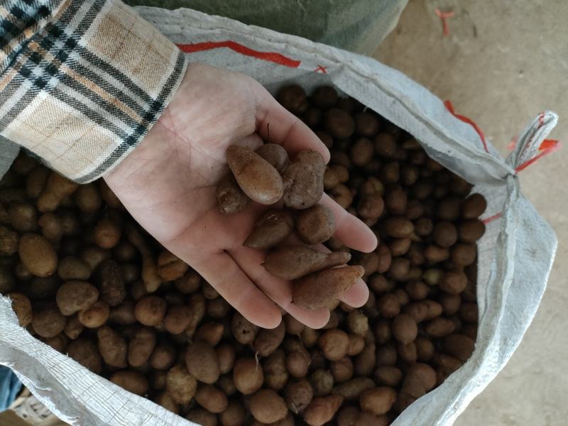 石黄皮（山黄皮，农户山上采挖，产地一手货源)