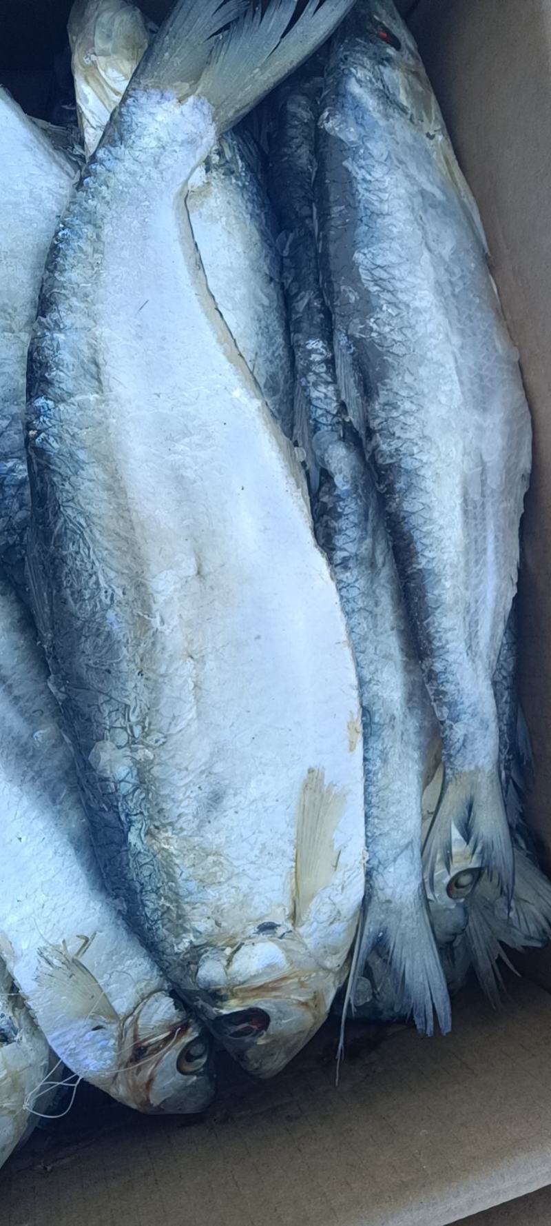 白磷鱼，特大个，蒸炸烹饪都可以！老百姓饭桌上必备，不包邮