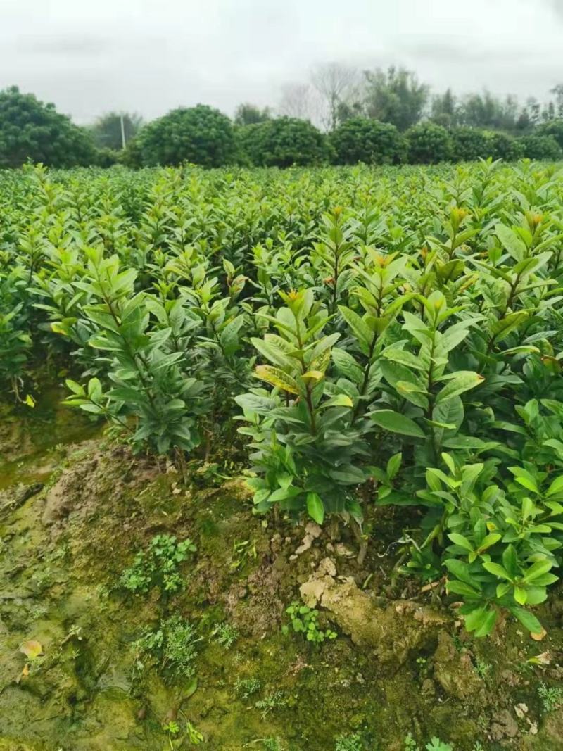 广东香水柠檬嫁接果苗