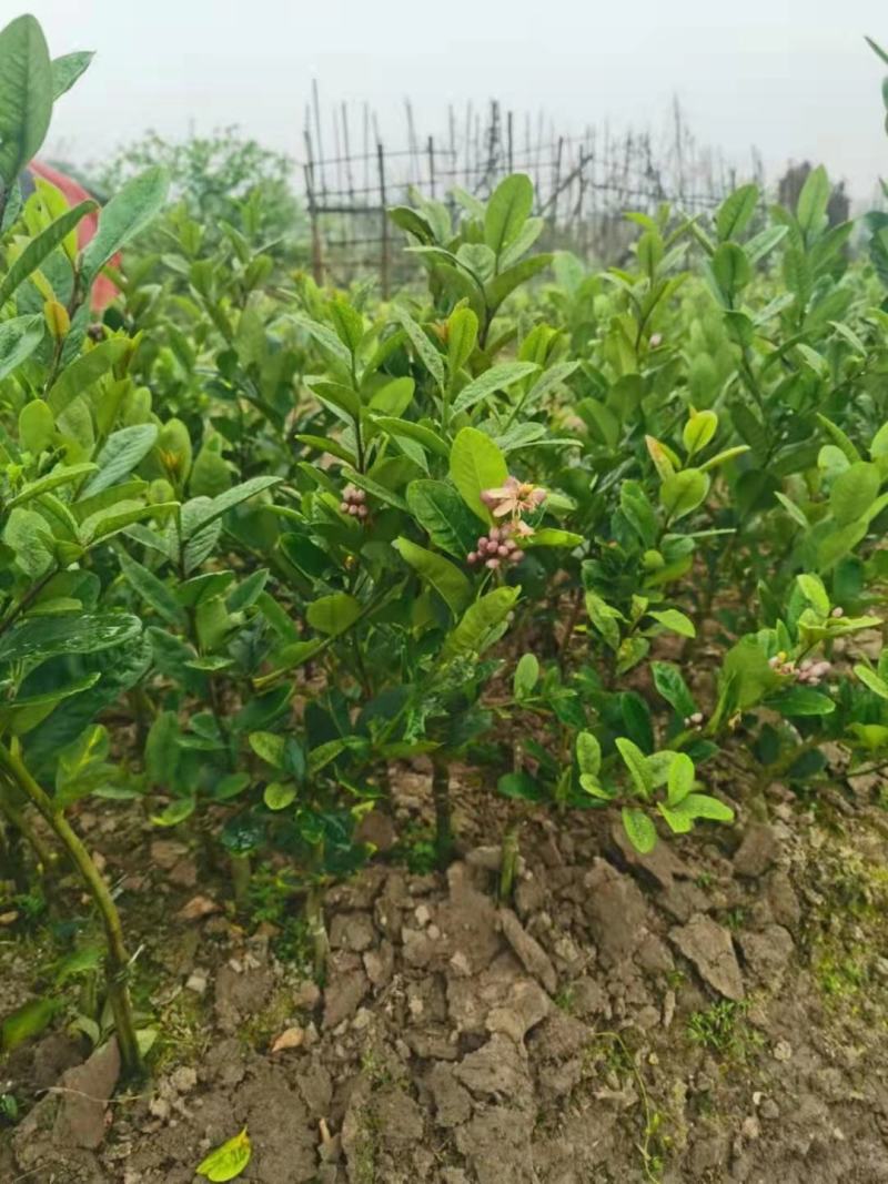 广东香水柠檬嫁接果苗