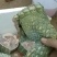 大量批发零售15到30斤的商品鳄鱼诚信为本人工合法繁育养