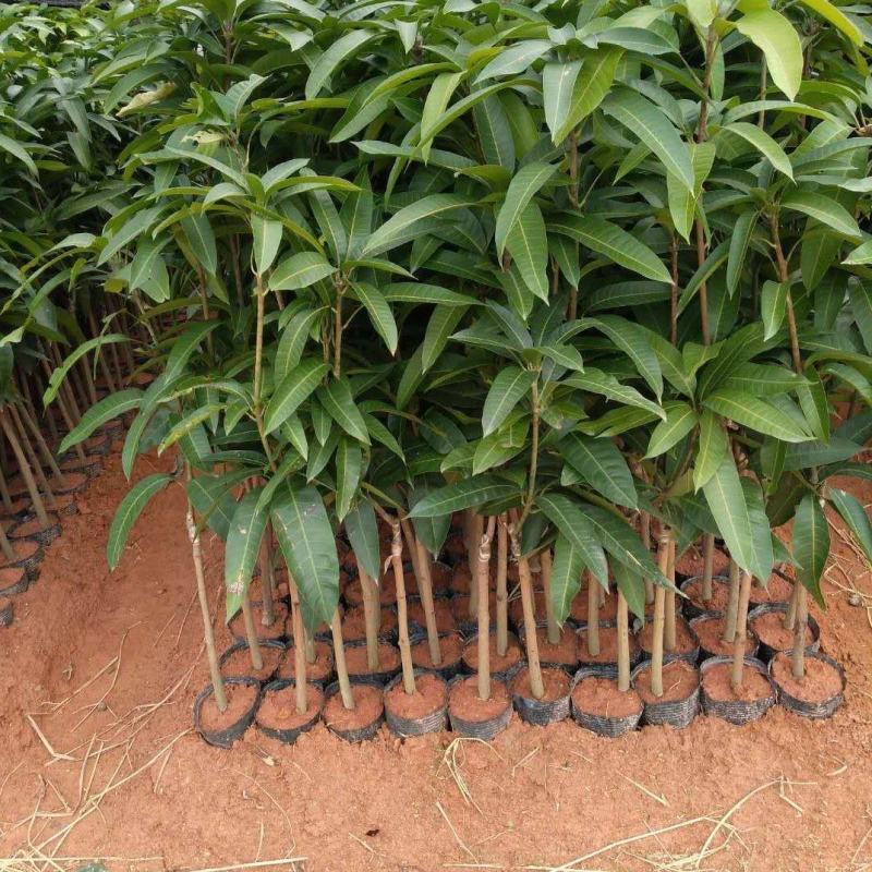 精品芒果苗批发嫁接果苗质量保证价格实惠欢迎咨询联系