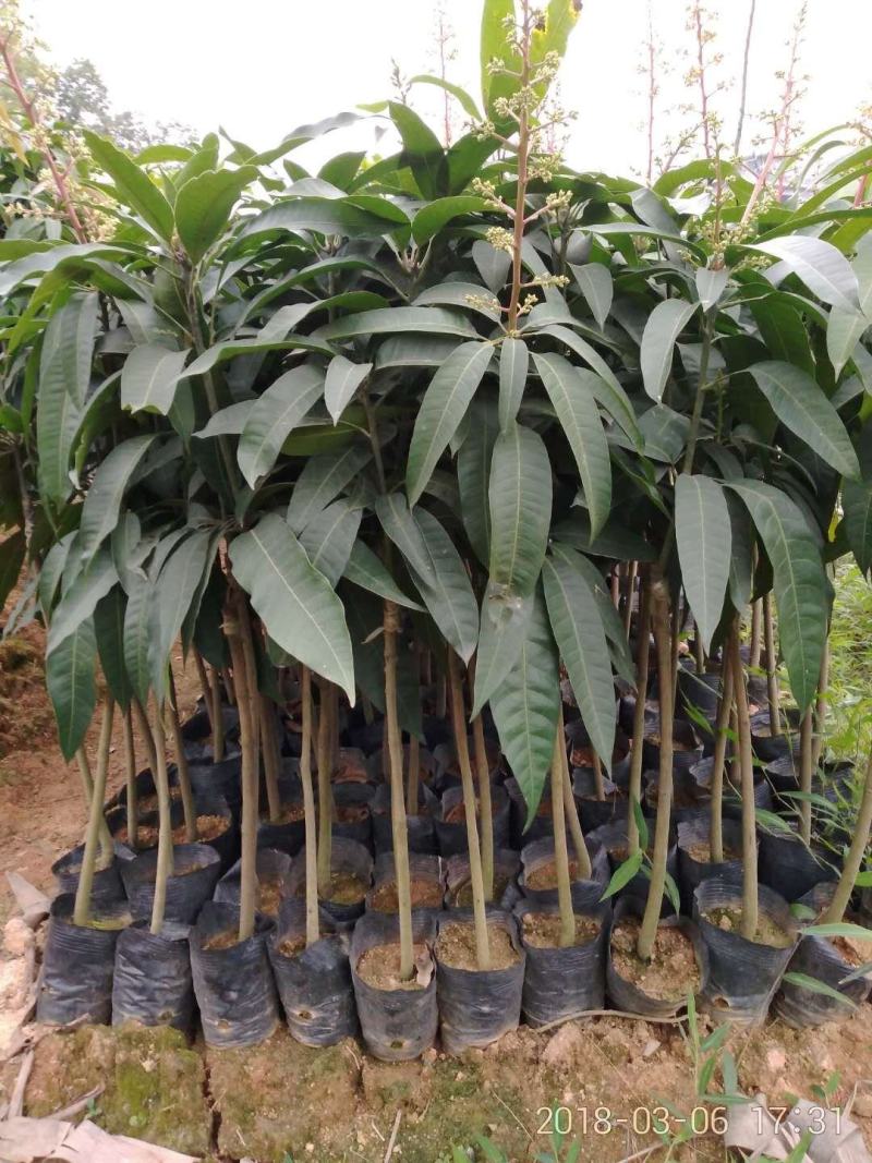精品芒果苗批发嫁接果苗质量保证价格实惠欢迎咨询联系