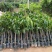 精品芒果苗批发嫁接果苗质量保证价格实惠欢迎咨询联系