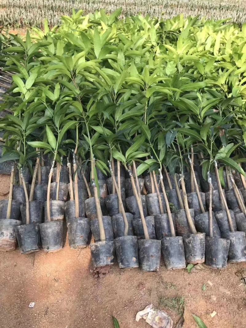 精品芒果苗批发嫁接果苗质量保证价格实惠欢迎咨询联系