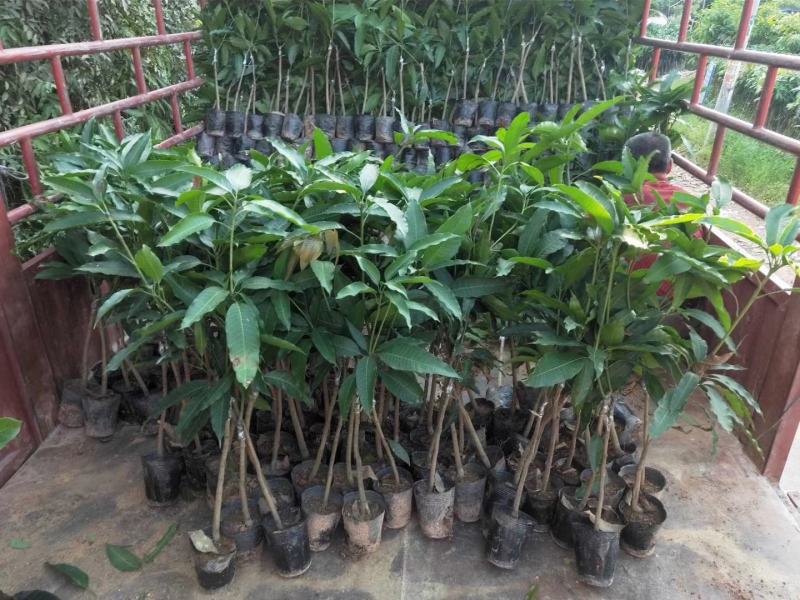 精品芒果苗批发嫁接果苗质量保证价格实惠欢迎咨询联系