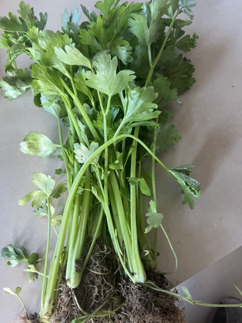 芹菜苗，保证质量