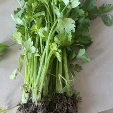 芹菜苗，保证质量